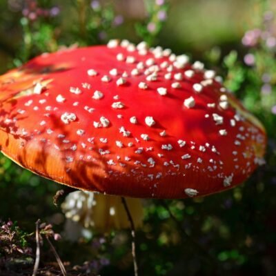 Close-up of a bright red fly agaric mushroom in a sunlit forest setting.