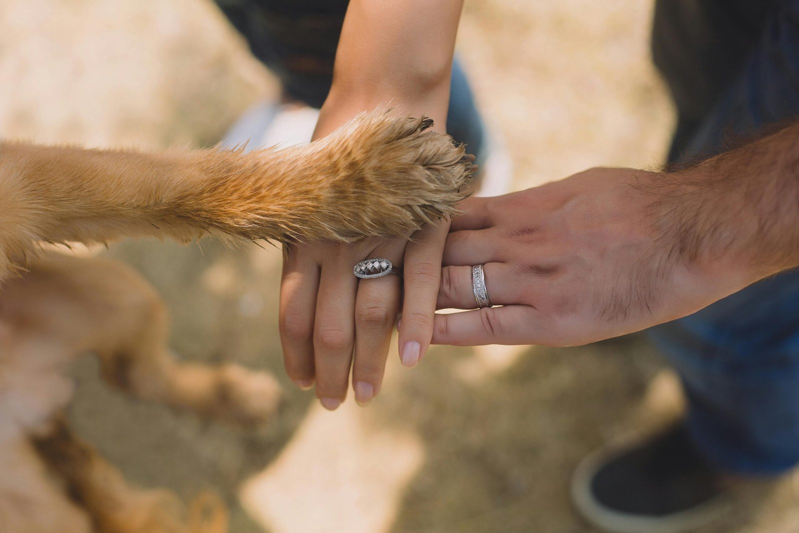 Ansiedade de separação em adultos: quando o vínculo com os pets vai além do amor